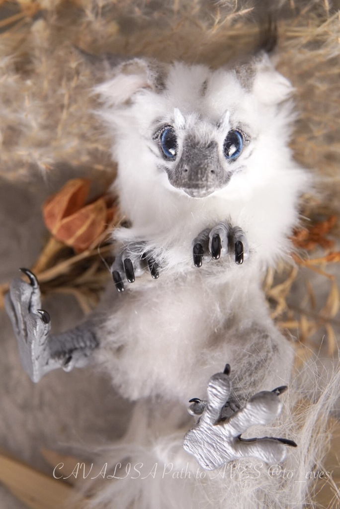 【10/30 20時 販売開始】ユウティラヌス〈シャム〉B