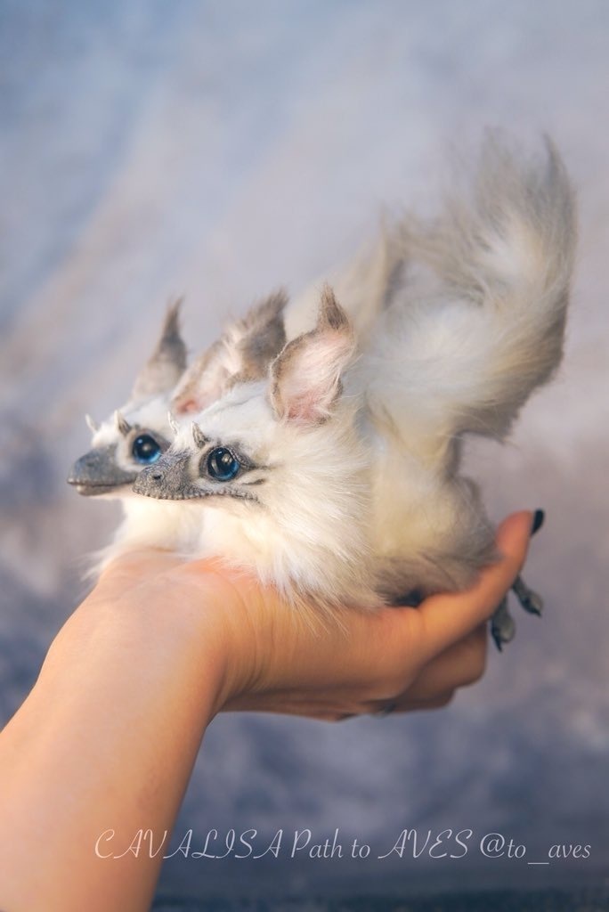 【10/30 20時 販売開始】ユウティラヌス〈シャム〉B