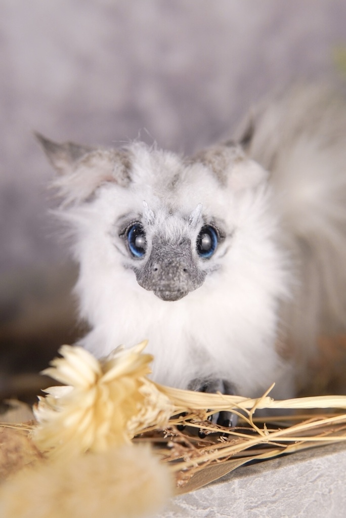 【10/30 20時 販売開始】ユウティラヌス〈シャム〉B