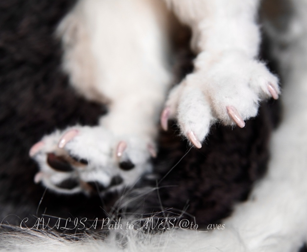 【11/5 20時 販売開始】 ニニギグリフォン