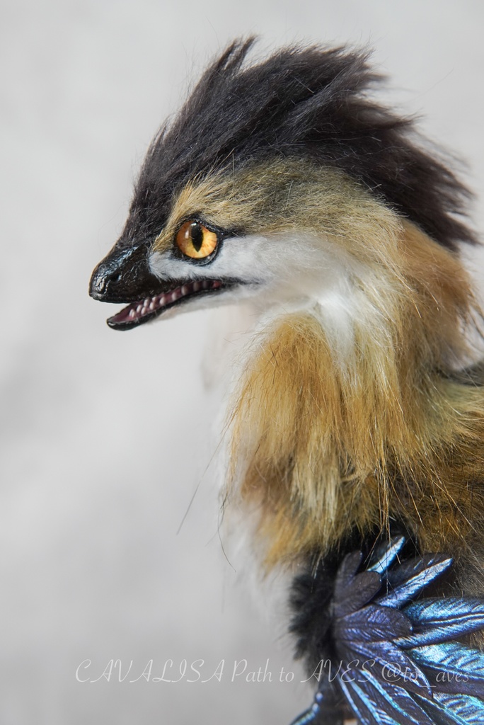 【11/11 20時 販売開始】 モルフォラプトル