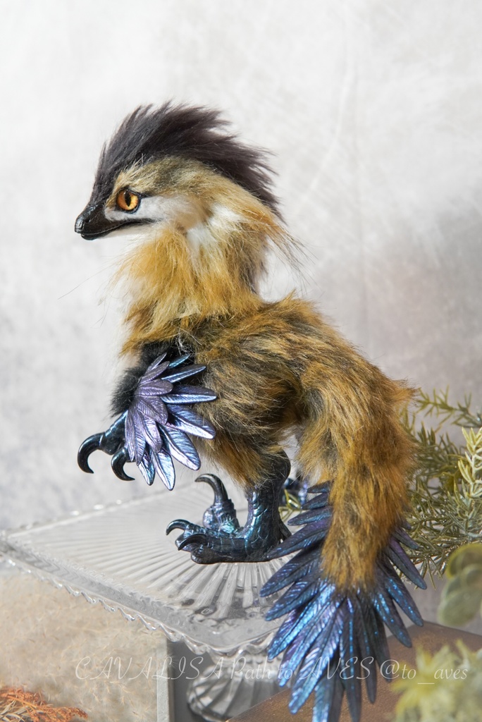 【11/11 20時 販売開始】 モルフォラプトル