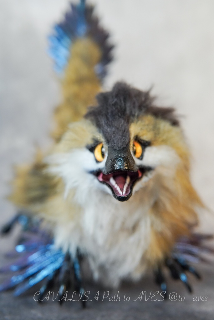 【11/11 20時 販売開始】 モルフォラプトル