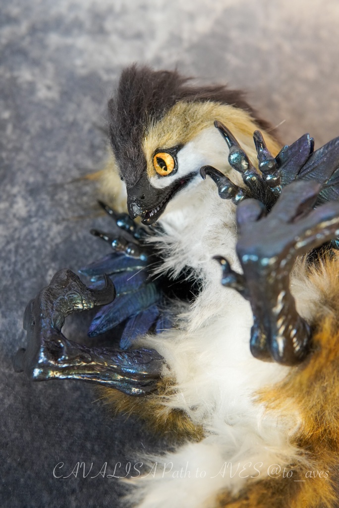 【11/11 20時 販売開始】 モルフォラプトル