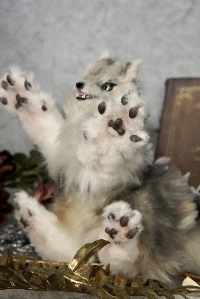 Wolf( D )