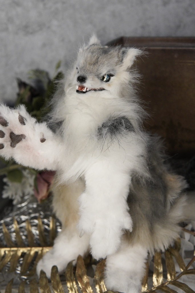 Wolf( D )