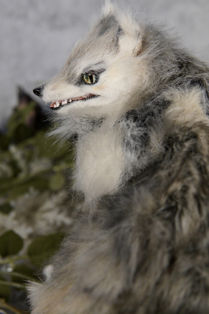 Wolf( D )