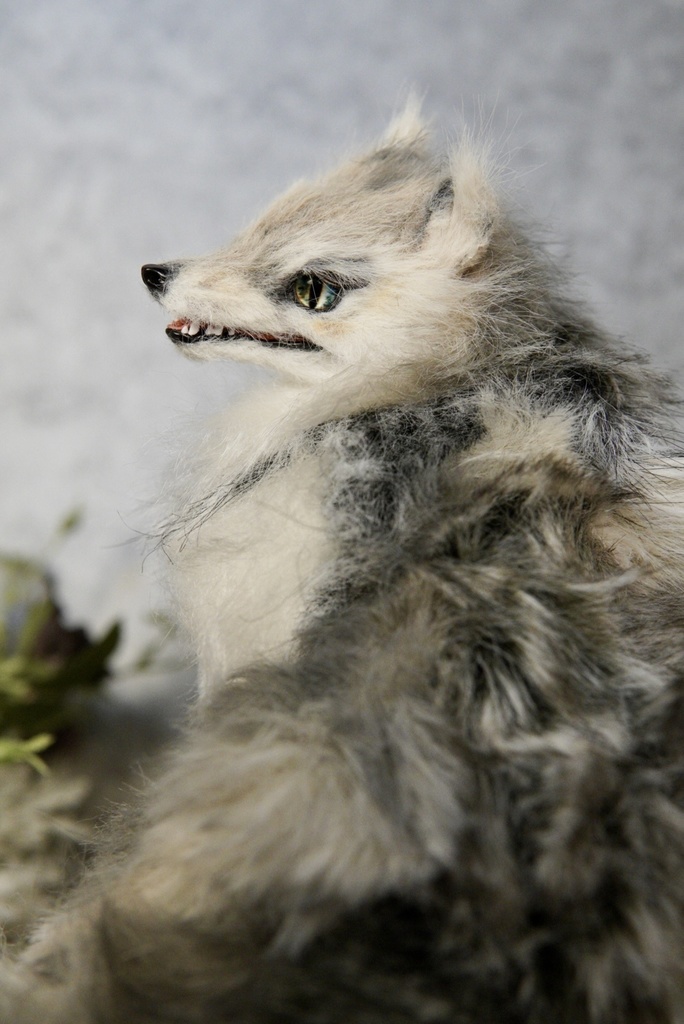 Wolf( D )