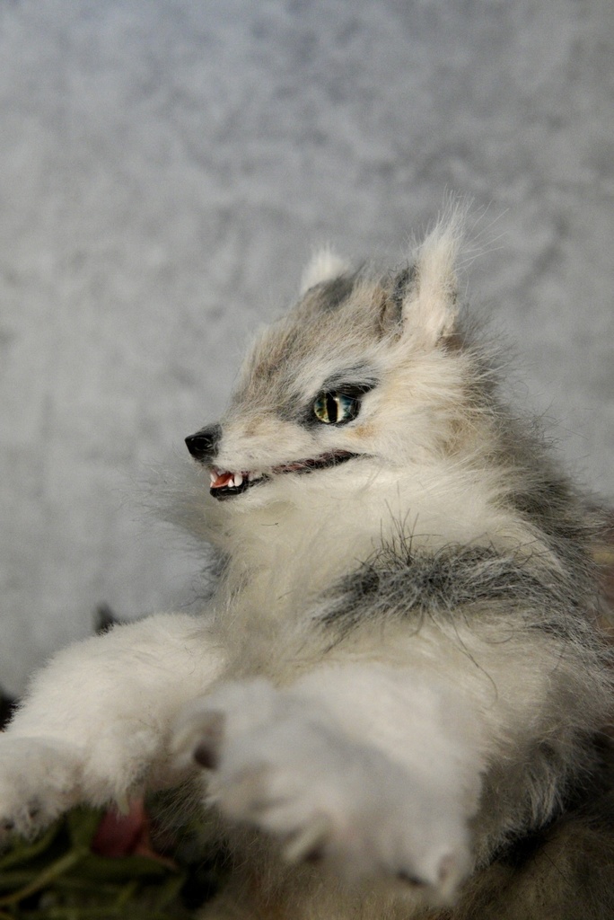 Wolf( D )