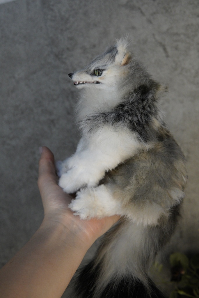 Wolf( D )