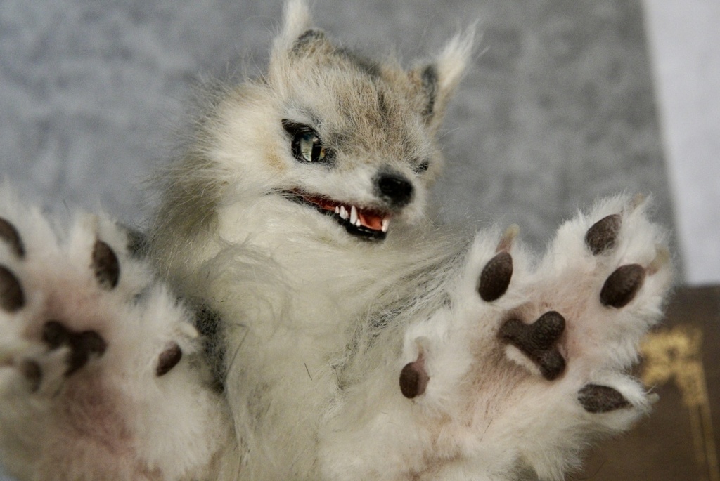 Wolf( D )