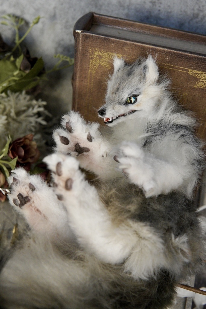 Wolf( D )