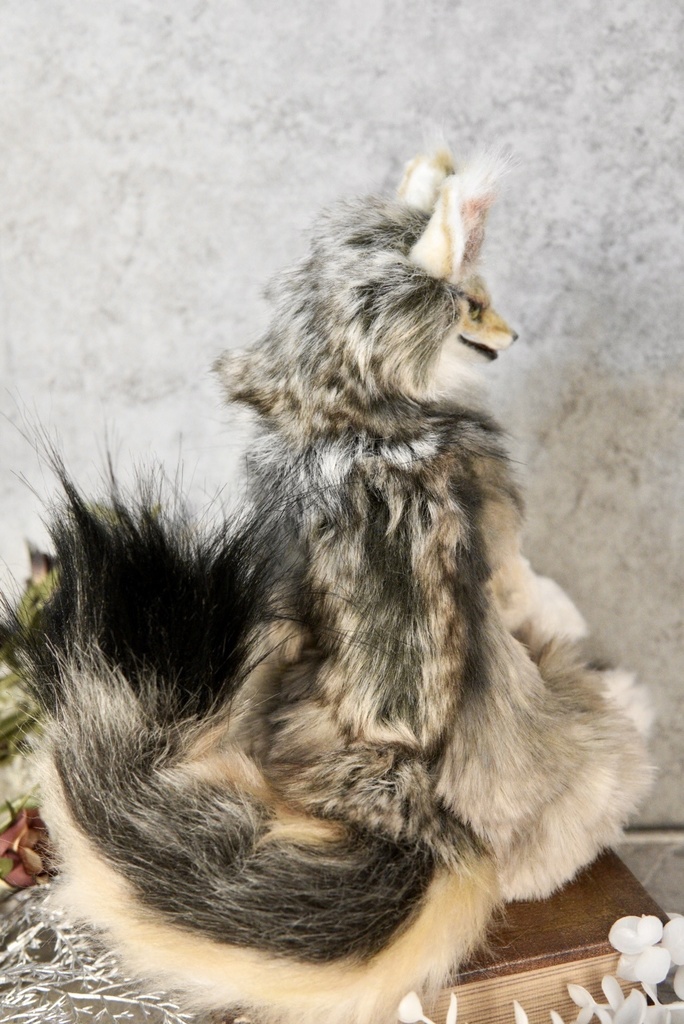 Coyote