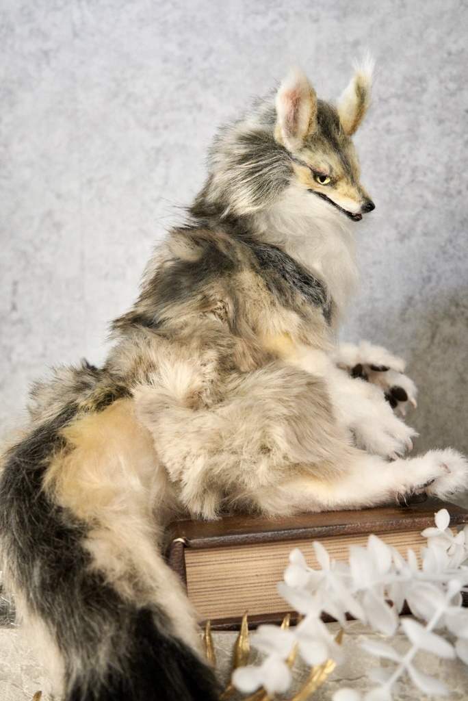 Coyote