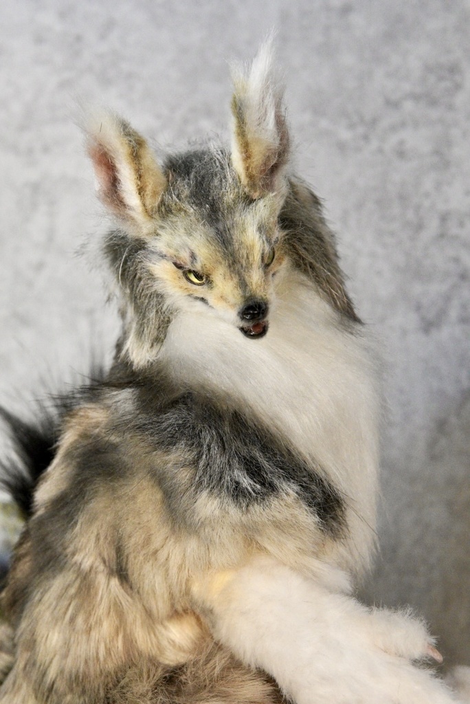 Coyote