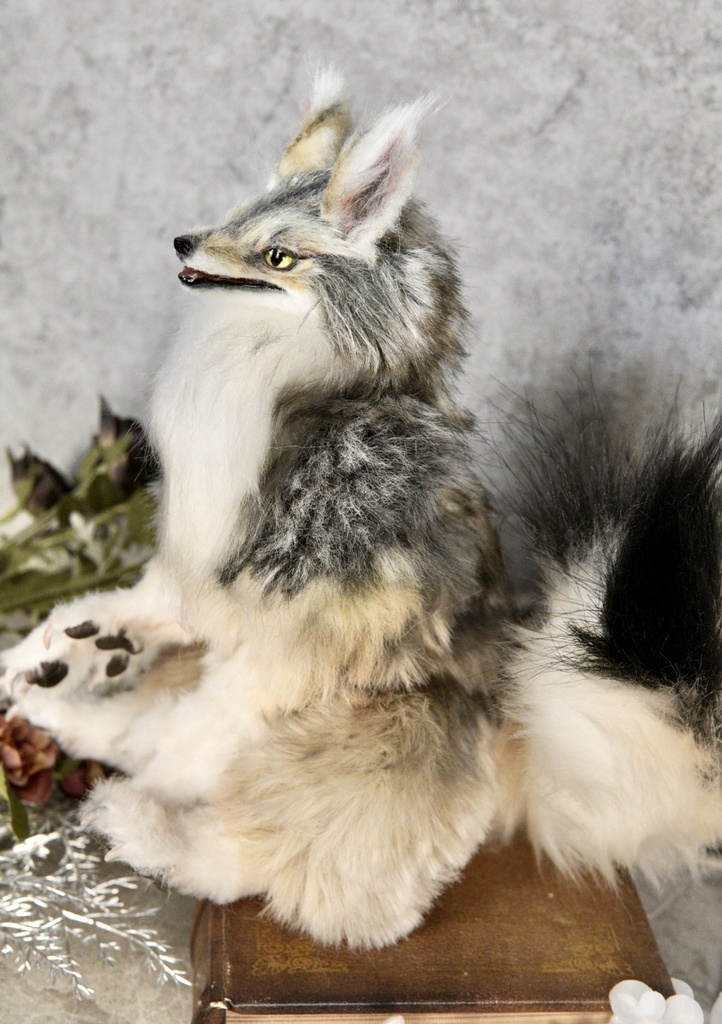 Coyote