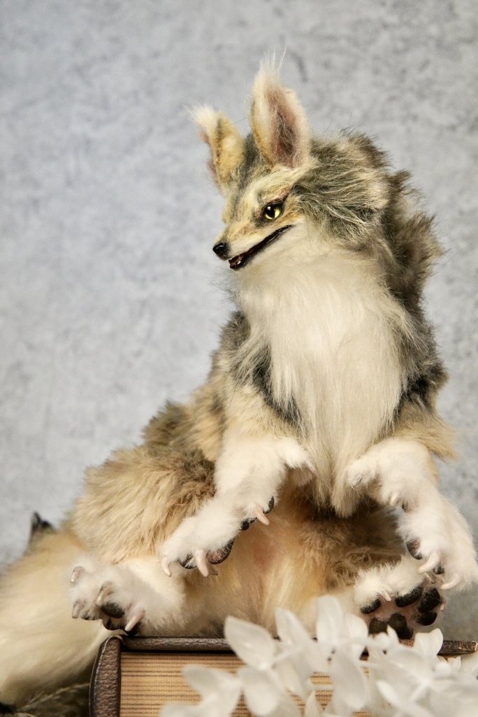 Coyote