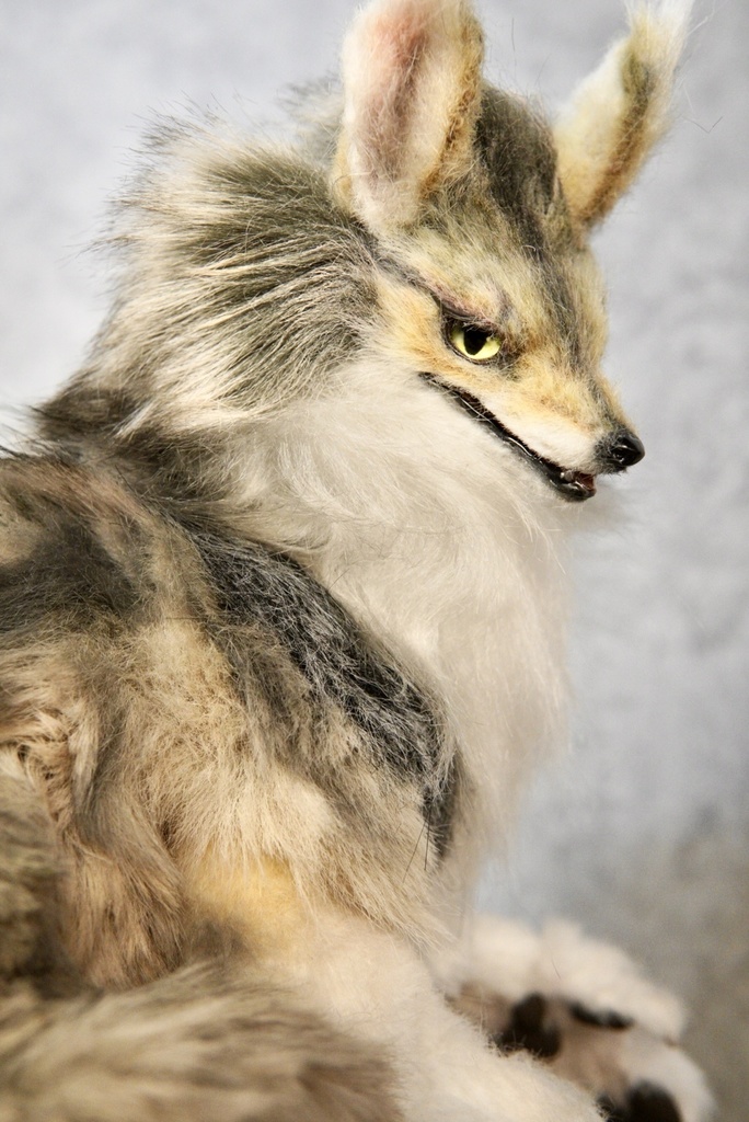 Coyote