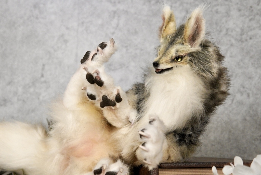 Coyote