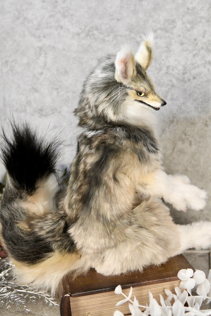 Coyote