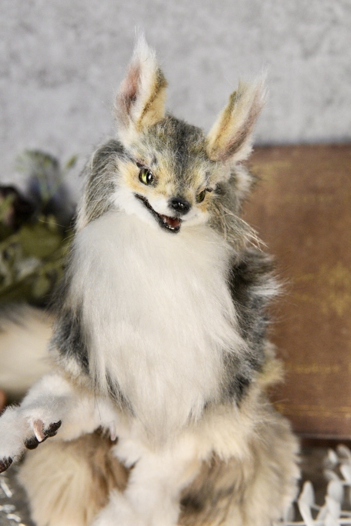 Coyote