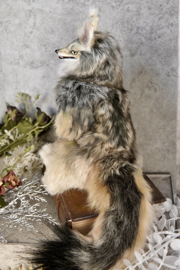 Coyote