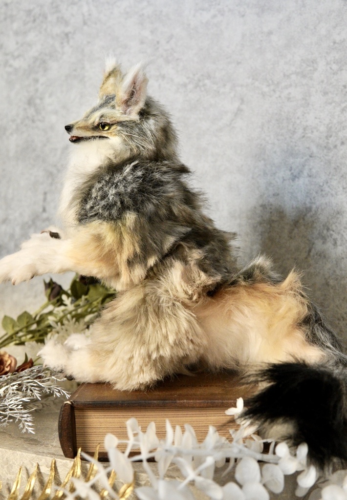 Coyote