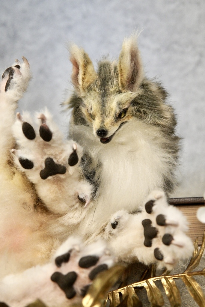 Coyote