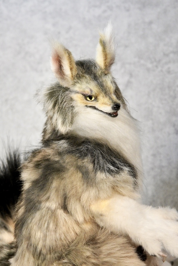 Coyote