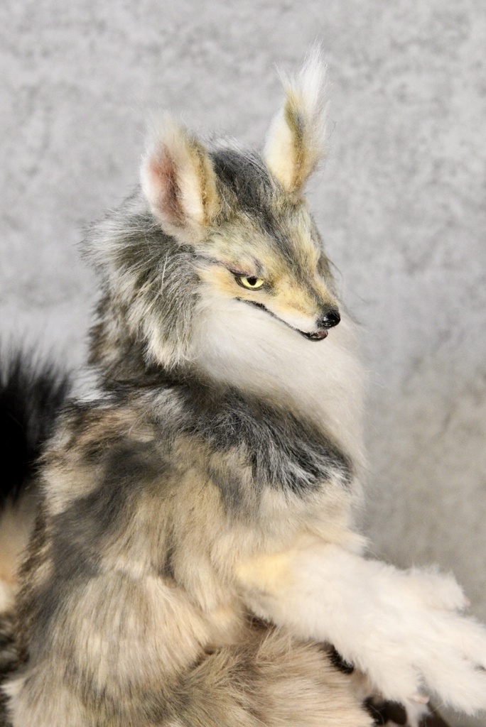 Coyote