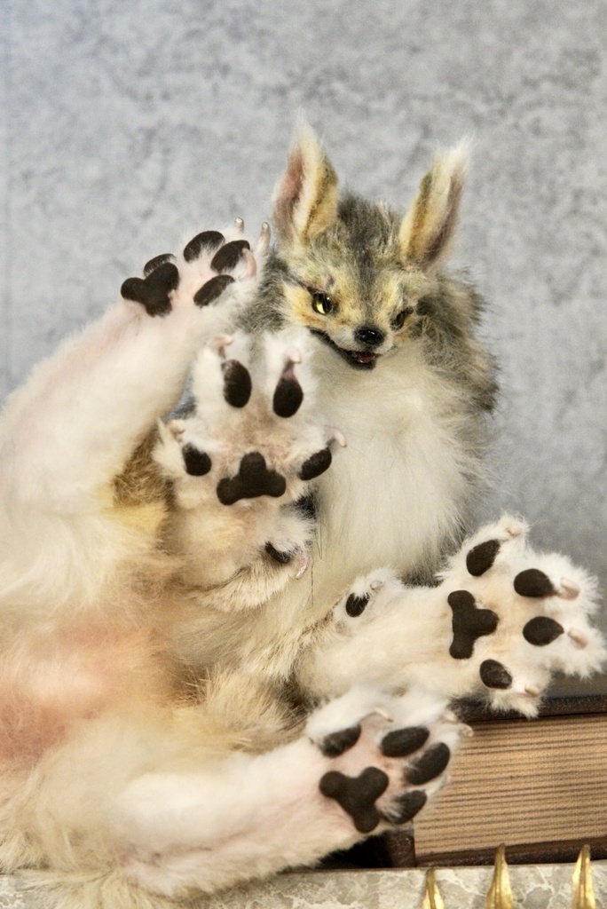 Coyote