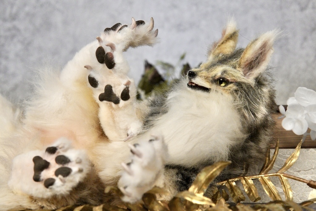 Coyote