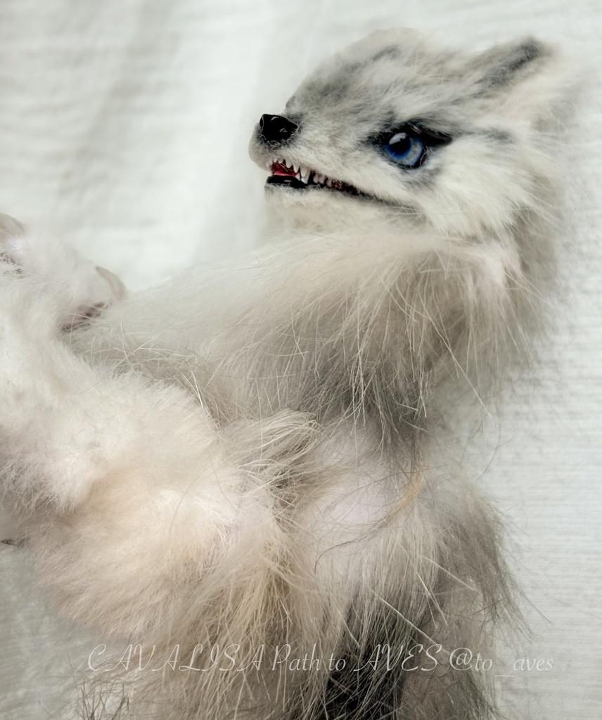 Wolf (B)