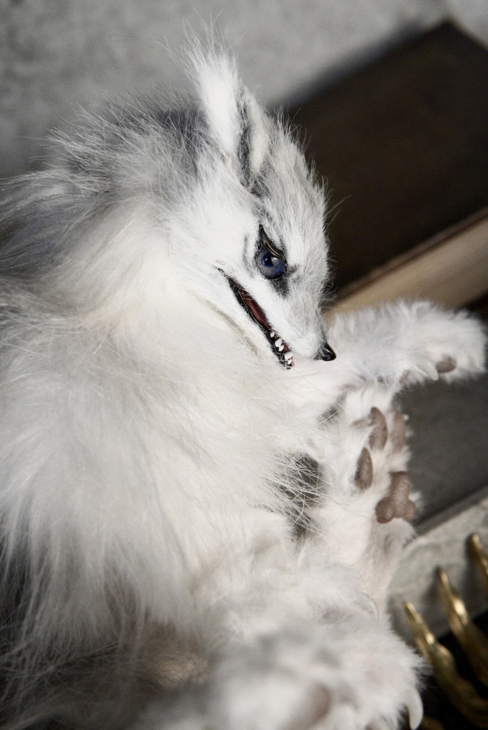 Wolf (B)
