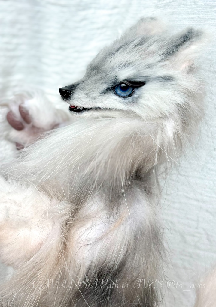 Wolf (B)