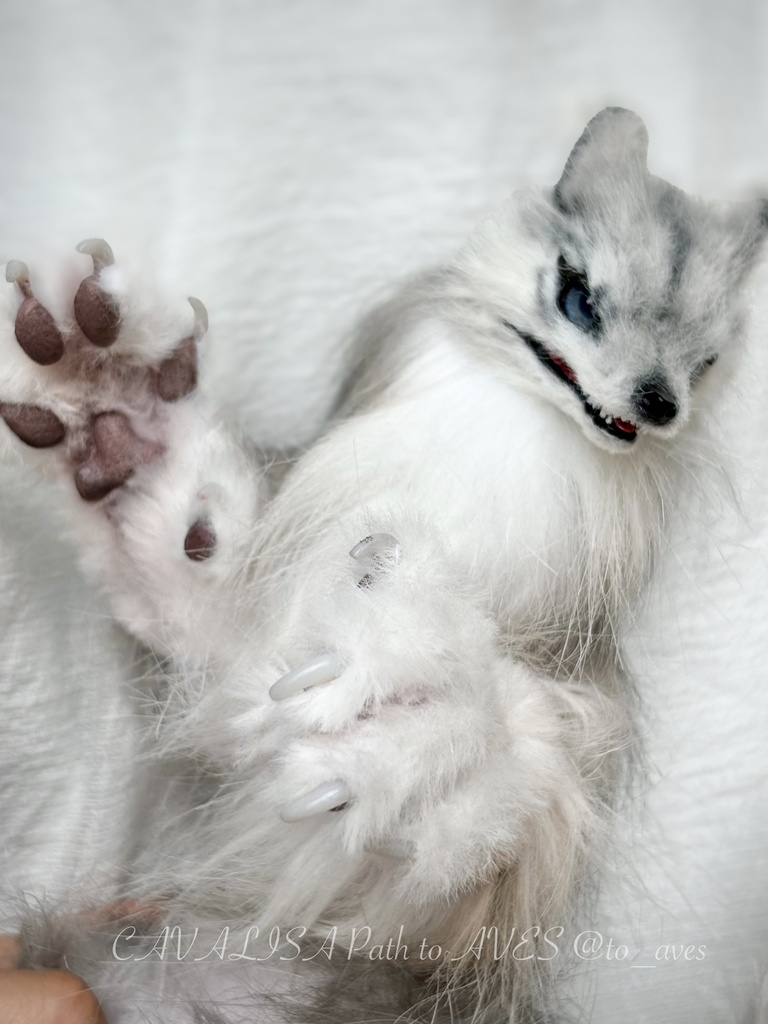 Wolf (B)