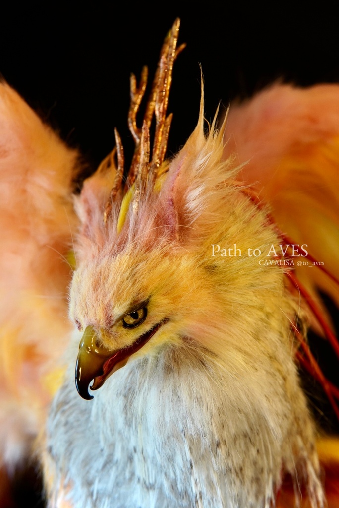 Pheonix Griffin