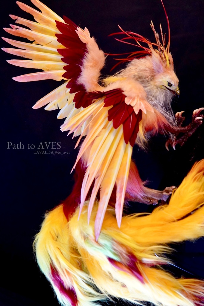 Pheonix Griffin