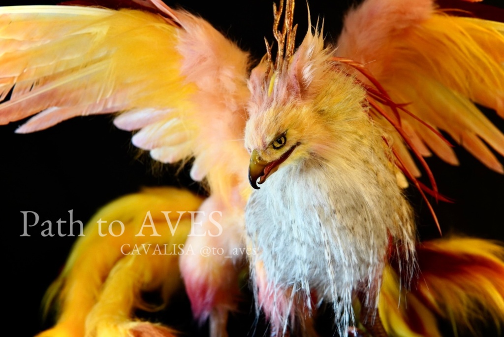 Pheonix Griffin