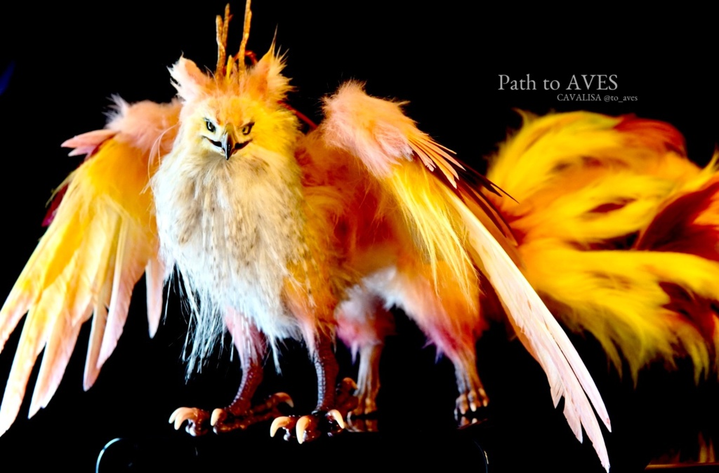 Pheonix Griffin