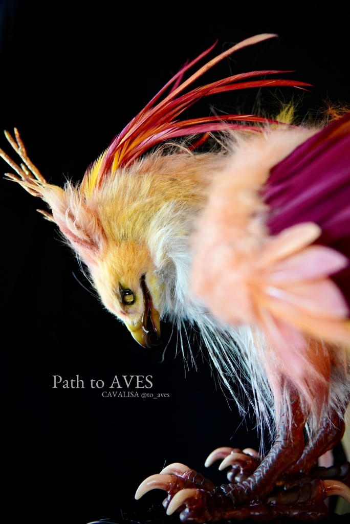 Pheonix Griffin