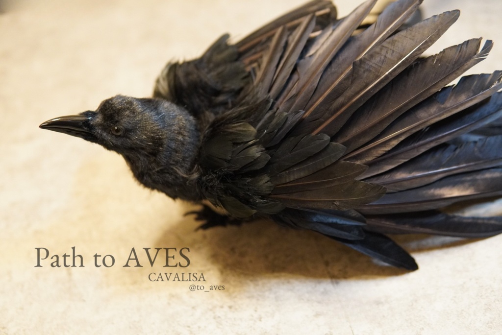 Corvus corone