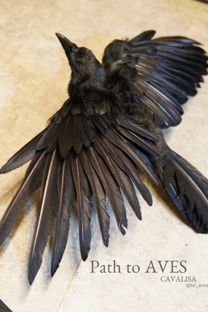 Corvus corone