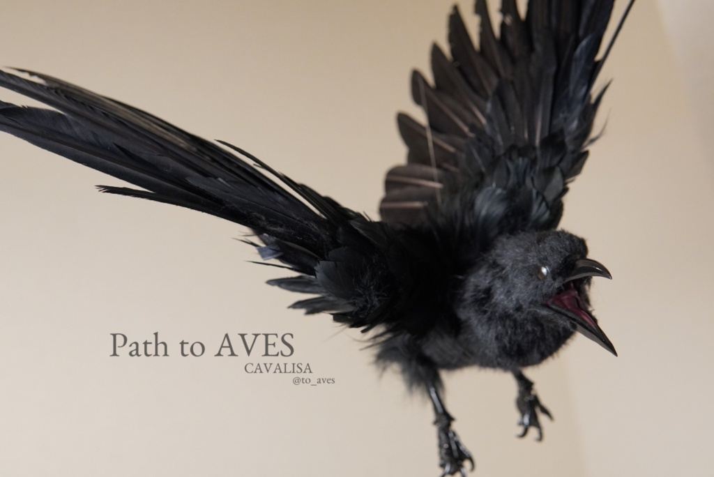Corvus corone