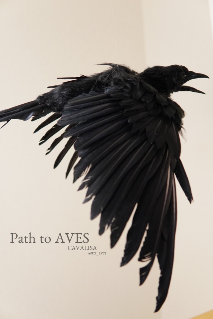 Corvus corone