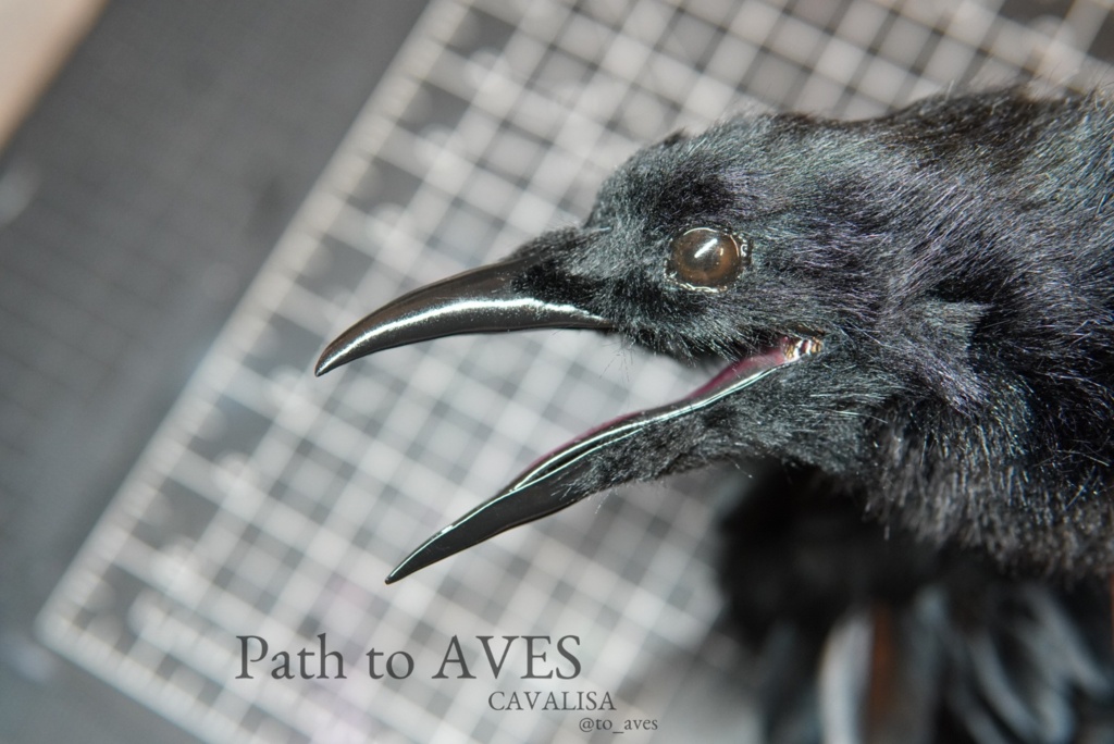 Corvus corone