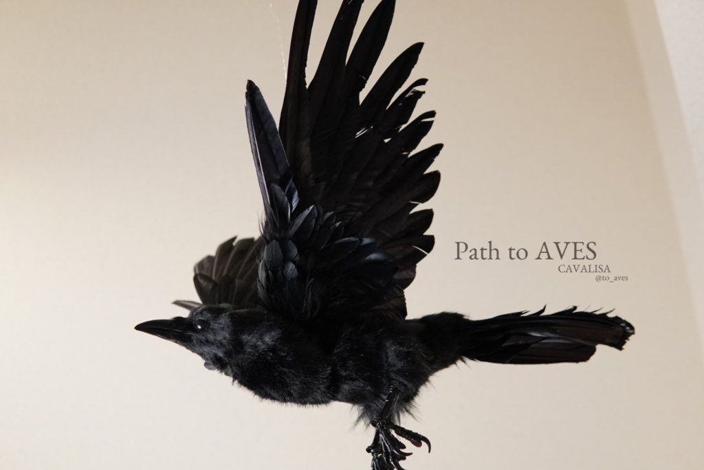 Corvus corone