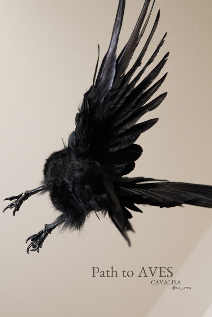 Corvus corone