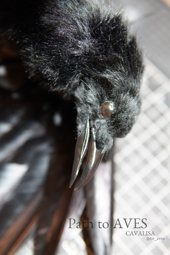 Corvus corone
