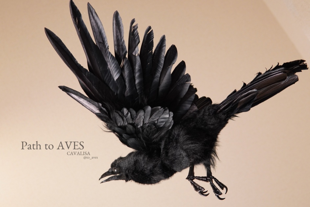Corvus corone